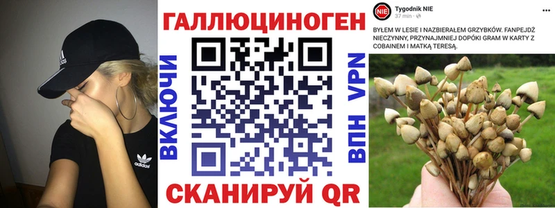 Псилоцибиновые грибы Psilocybine cubensis  Горячий Ключ 